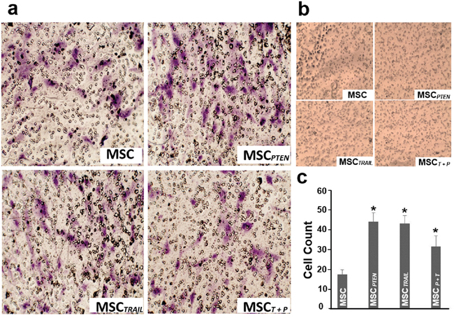 In vitro migratory ability of MSCs.