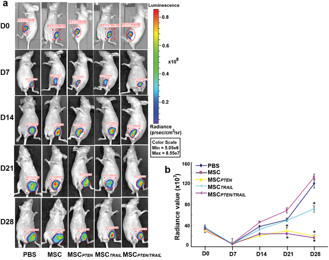 The antitumor effects of TRAIL- and PTEN-mRNA-engineered MSCs in xenografted animal model.