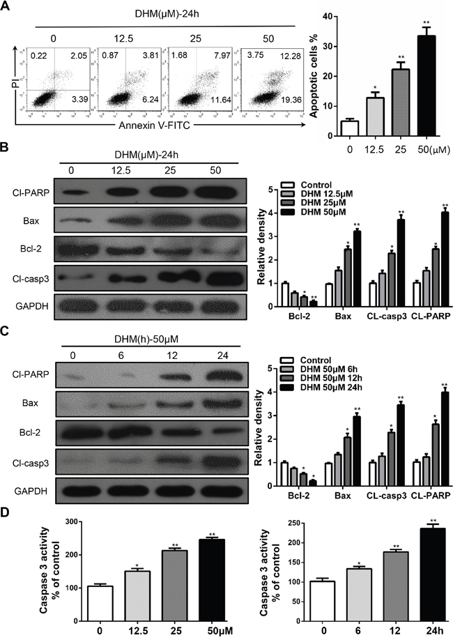 DHM induces apoptosis in HNSCC cells.