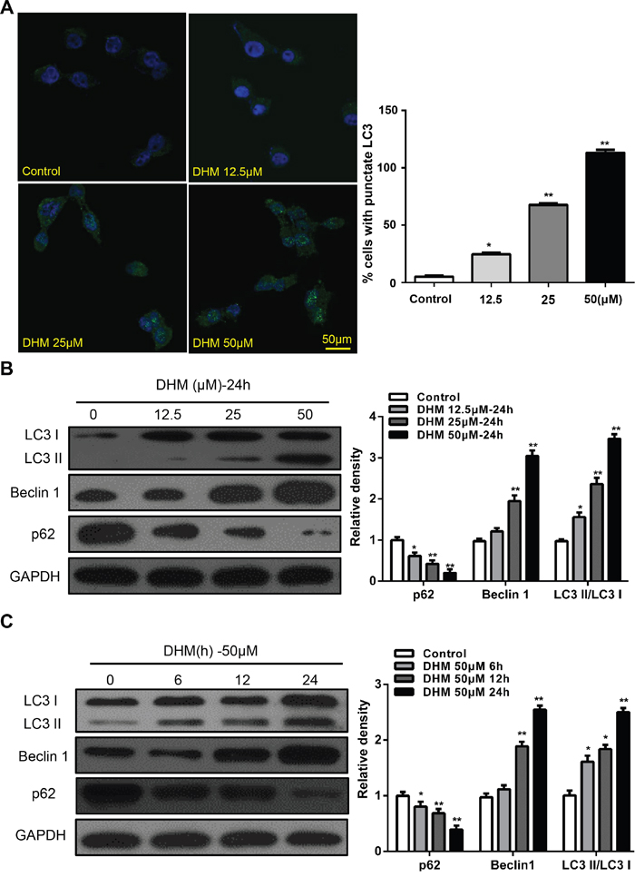 DHM induces autophagy in HNSCC cells.