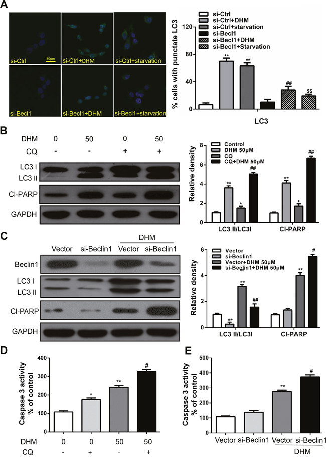 Autophagy alleviates DHM-induced apoptosis in HNSCC cells.