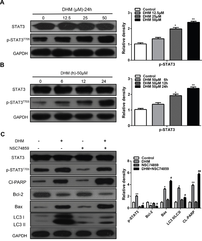 STAT3 signaling pathways are involved in DHM-induced autophagy in HNSCC cells.