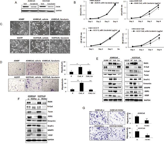 Inhibition of FASN reduced EMT/metastasis potential of cisplatin-resistant cells.