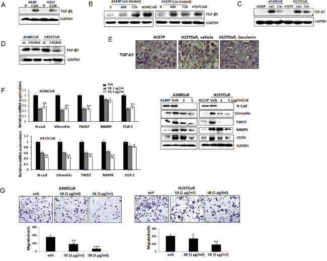 TGF-&#x03B2;1 is FASN downstream signaling that is important in mediating EMT/metastasis increase of cisplatin-resistant NSCLC cells.