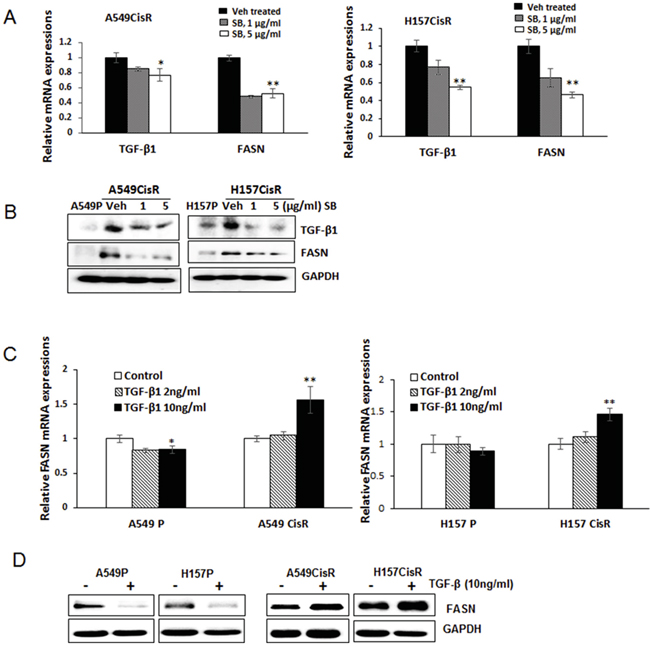 TGF-&#x03B2;1 induces FASN in cisplatin-resistant lung cancer cells.