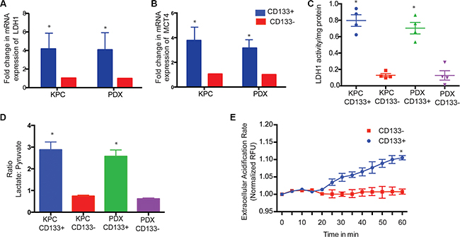 CD133+ cells have increased LDH expression and activity.