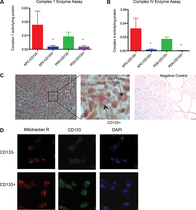 CD133+ cells had less mitochondrial activity.