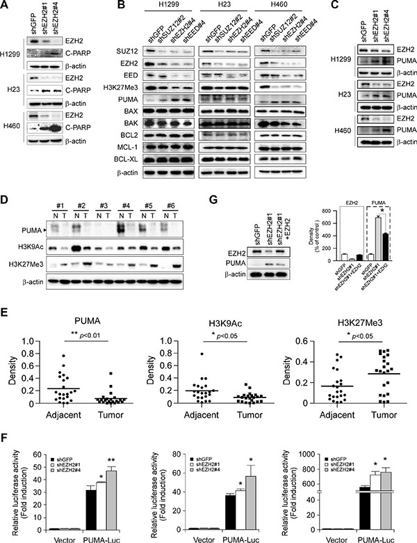 Effects of PRC2 repression on the expression of proapoptotic and antiapoptotic proteins in non-small cell lung cancer cell lines.
