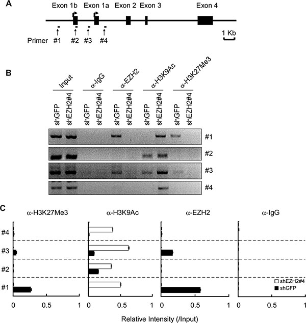 EZH2 binds to the Puma gene and regulates histone H3 modification.