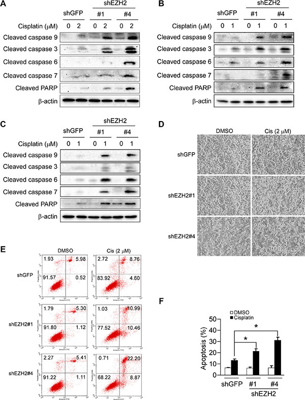 Knockdown of the PRC2 catalytic component EZH2 sensitizes non-small cell lung cancer cells to cisplatin-mediated apoptosis.