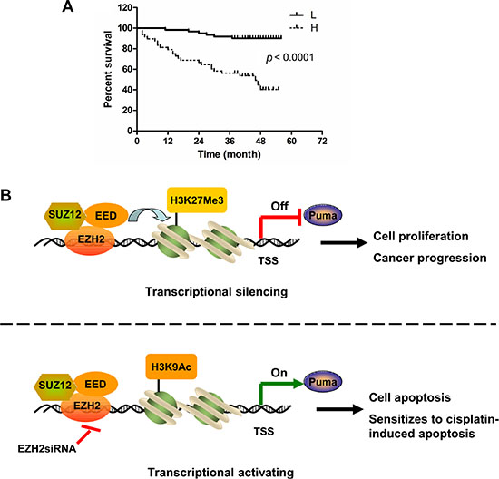 High expression of EZH2 predicts poor overall survival in NSCLC patients.