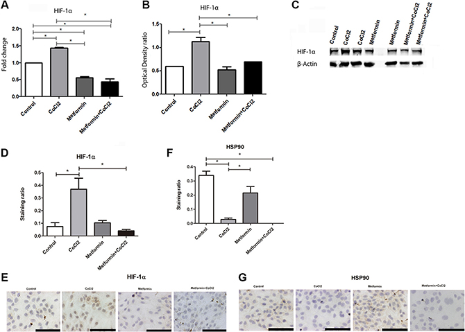 Effect of Metformin on HIF1A-1&#x03B1; under hypoxic conditions.