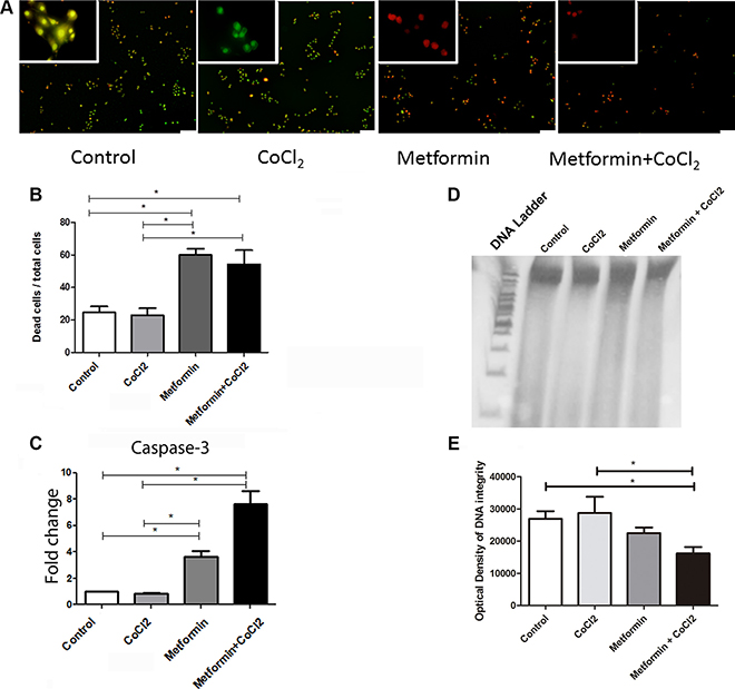 Effect of Metformin on cell death under hypoxic conditions.