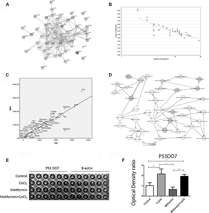 Pathways affected by Metformin treatment in the hypoxic OSCC context.