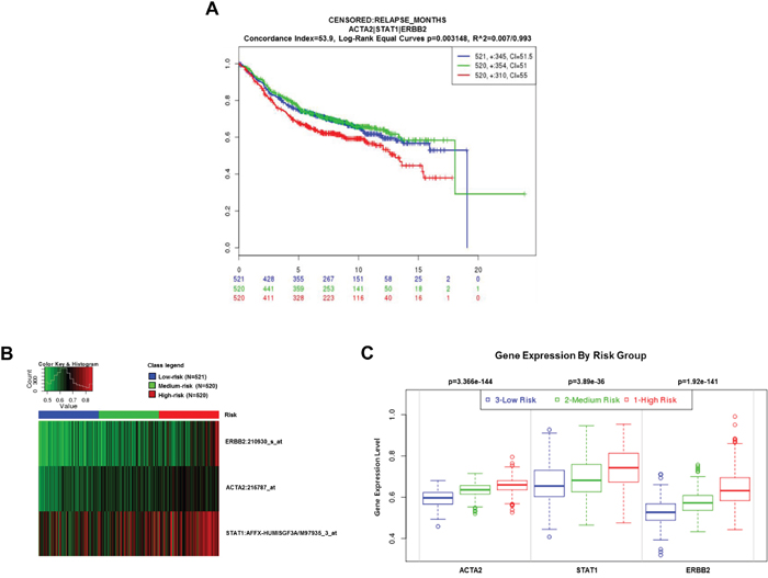 Clinical significance of ACTA2, STAT1, and HER2 expression in breast cancer patients.