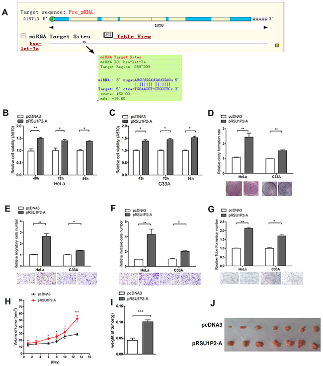 RSU1P2 exerts a tumorigenic function in vivo and in vitro.