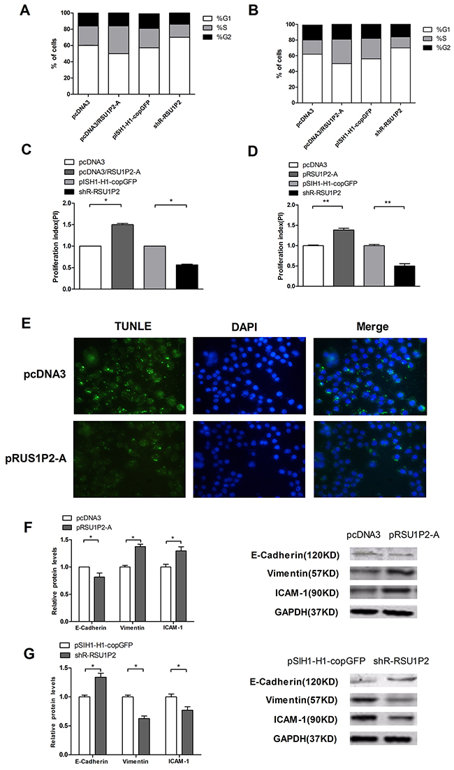 RSU1P2 accelerates cell cycle progression, inhibits cell apoptosis and facilitates the EMT process in vitro.