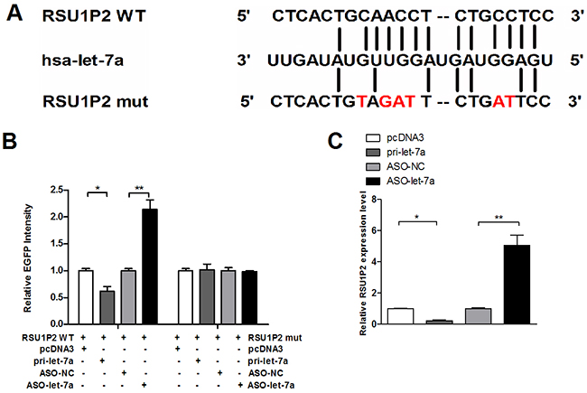 Validation of RSU1P2 as a direct target of let-7a.