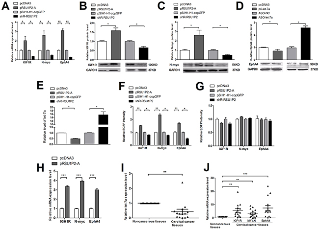 RSU1P2 controls let-7a targets.