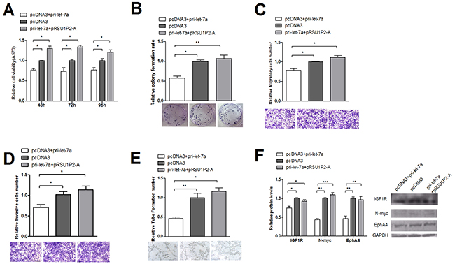 Suppression of let-7a in cervical cancer cells is counteracted by the overexpression of RSU1P2-A.