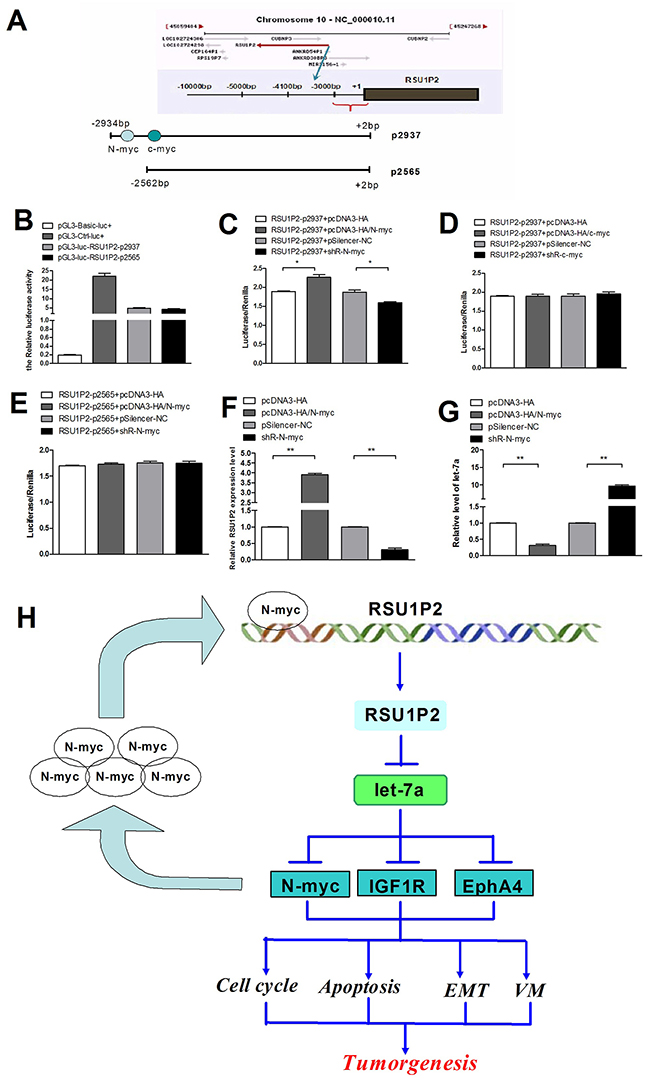 N-myc induces RSU1P2 expression to generate a positive feedback loop of N-myc&#x2014;RSU1P2&#x2014;let-7a&#x2014;N-myc.