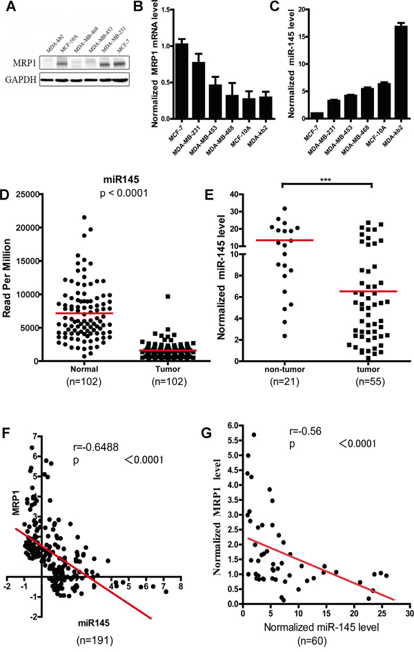 Inverse correlation between the miR-145 and MRP1 expression level in breast cancer.