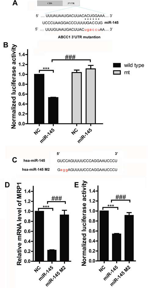 MRP1 is a direct target of miR-145 in breast cancer.