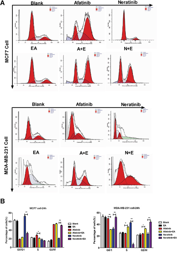 Combination of TKIs with EA reduced tumor cell proliferation by inhibiting cell cycle progression.