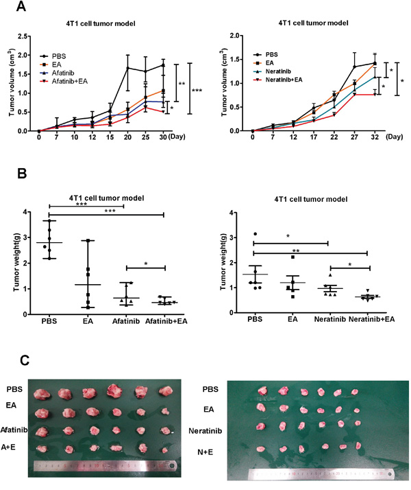 Combination of TKIs with EA suppressed tumor growth in vivo.