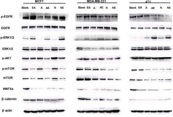 Effect on expression of proteins in the WNT/&#x03B2;-catenin and MAPK-ERK1/2-mTOR pathways.