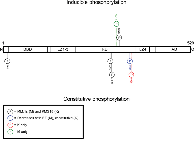 Phosphoproteomics reveals that HSF1 serine 326 is a bortezomib-inducible phosphorylation site and serine 303 is a constitutive phosphorylation site.