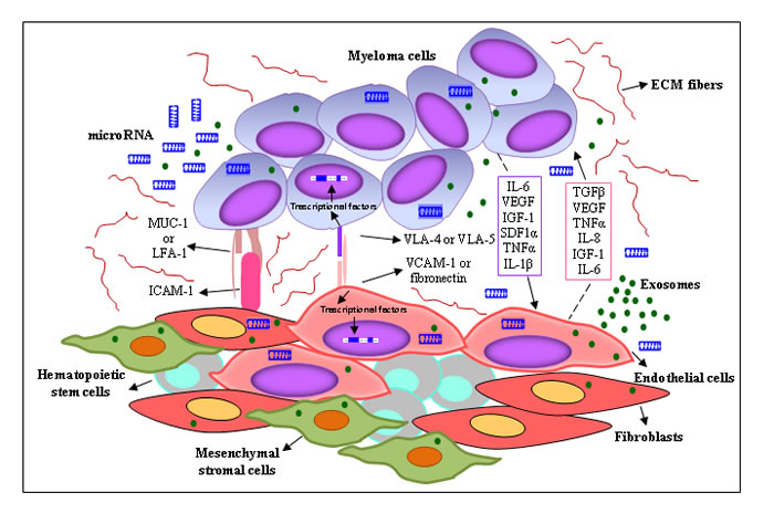 Interplay between MM cells and the surrounding microenvironment.