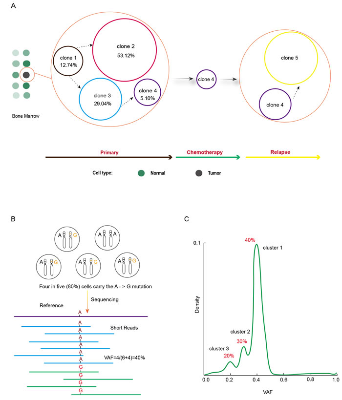 Clonal evolution revealed by cancer genome studies.