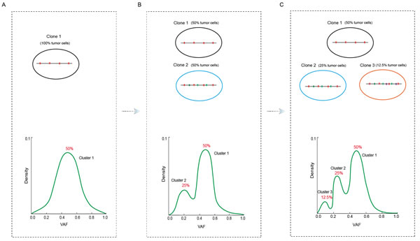 Schematic representation of the conversion between tumor clonal architecture and somatic mutation clusters.