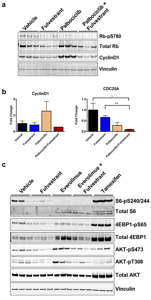 Feedback signaling from CDK4/6 (palbociclib) or mTOR (everolimus) inhibition is blocked by ER degradation in the D538G ER background.