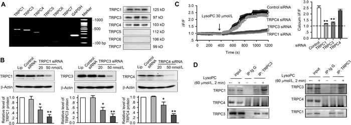 Silencing TRPC1, TRPC3 or TRPC4 channels and TRPC protein-protein interaction.