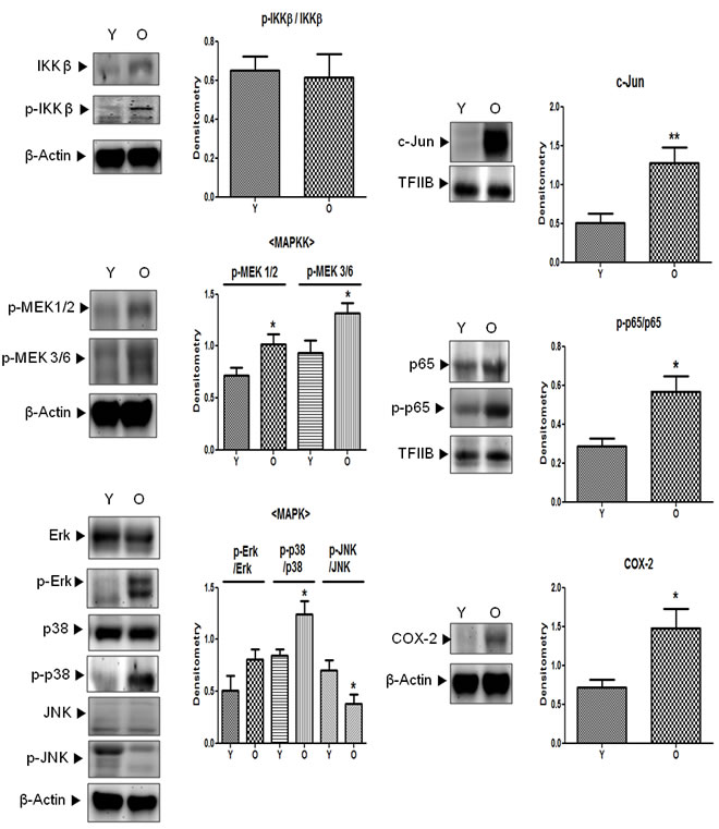 Activation of downstream signaling molecules of Src in aged kidneys.
