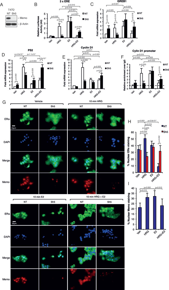 Memo controls HRG-mediated ER&#x3b1; target gene expression and ER&#x3b1; extra-nuclear localization.