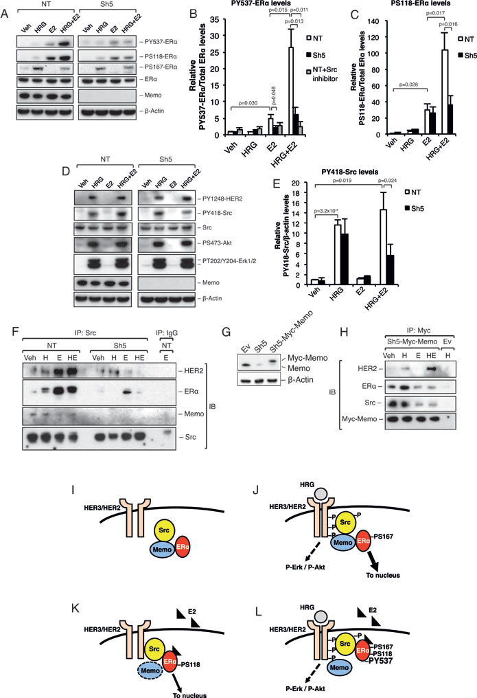 Memo promotes ER&#x3b1; phosphorylation and interaction with Src upon HRG and E2 treatment.