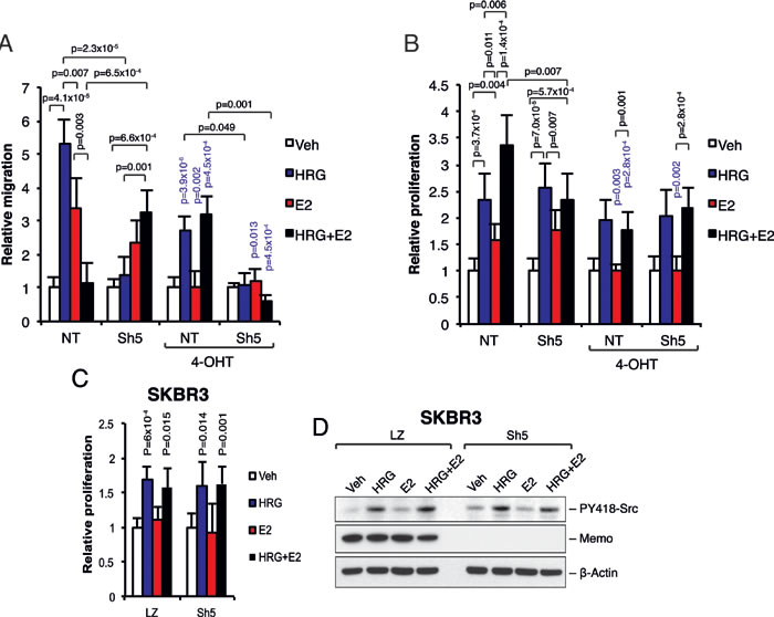 Memo together with ER&#x3b1; regulates cell migration and proliferation downstream of HRG and E2.