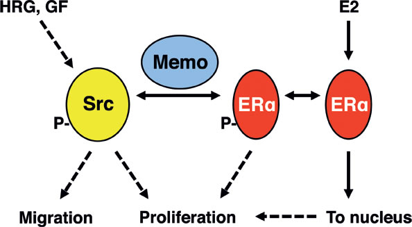 Summary model.