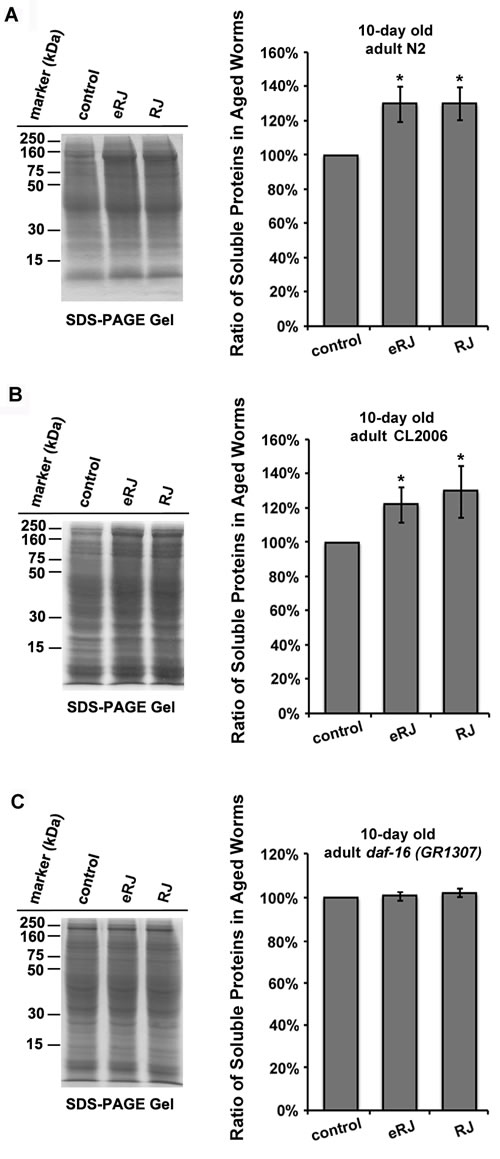 RJ/eRJ improves proteostasis in aged