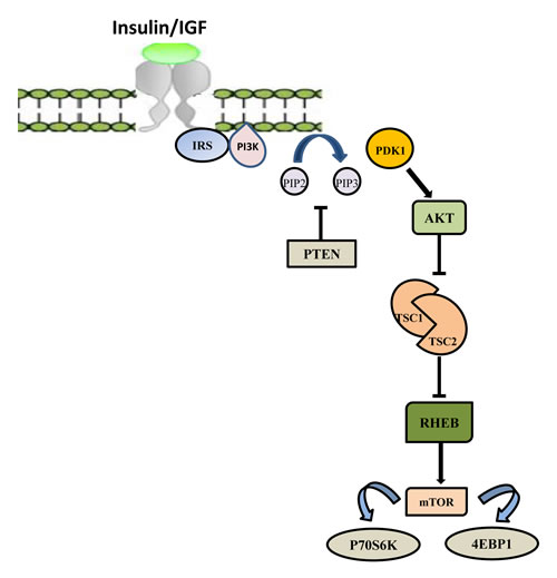 PI3K/AKT/mTOR signaling pathway.