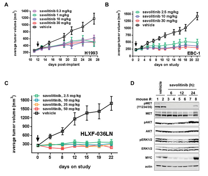 Savolitinib inhibits MET activity and tumor growth in NSCLC xenograft models.
