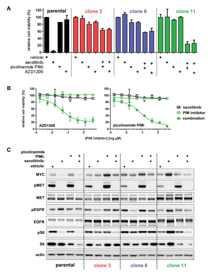 Clone-specific restoration of savolitinib sensitivity by PIM kinase inhibitors.
