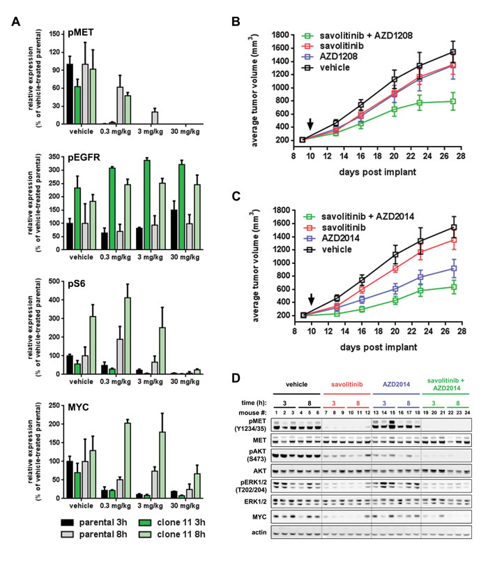 Inhibition of PIM or mTOR kinases reverses savolitinib resistance