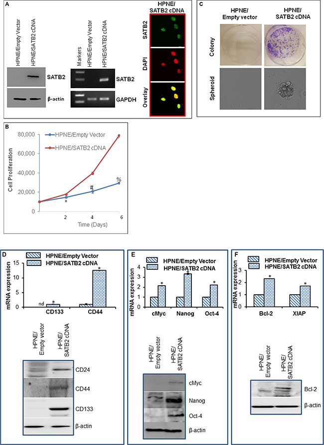 Overexpression of SATB2 in HPNE cells induces cellular transformation and stemness.