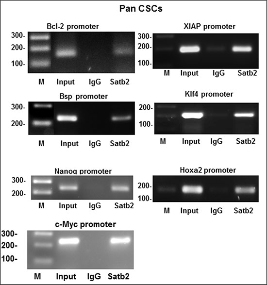 Binding of SATB2 to promoters of Bcl-2, Bsp, Nanog, c-Myc, XIAP, Klf4 and Hoxa2.