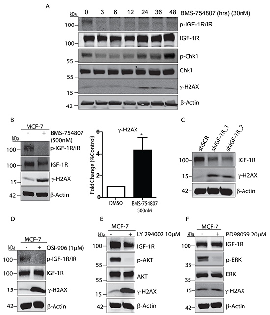 IGF-1R inhibition causes DNA damage and induction of &#x03B3;H2AX.