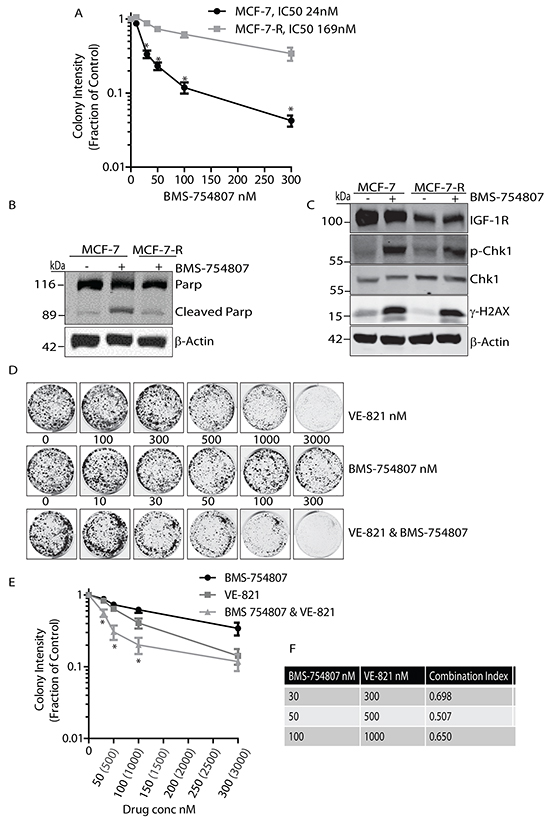 BMS-754807 and VE-821 synergise to reduce colony formation in BMS-754807 Resistant MCF-7 cell line.